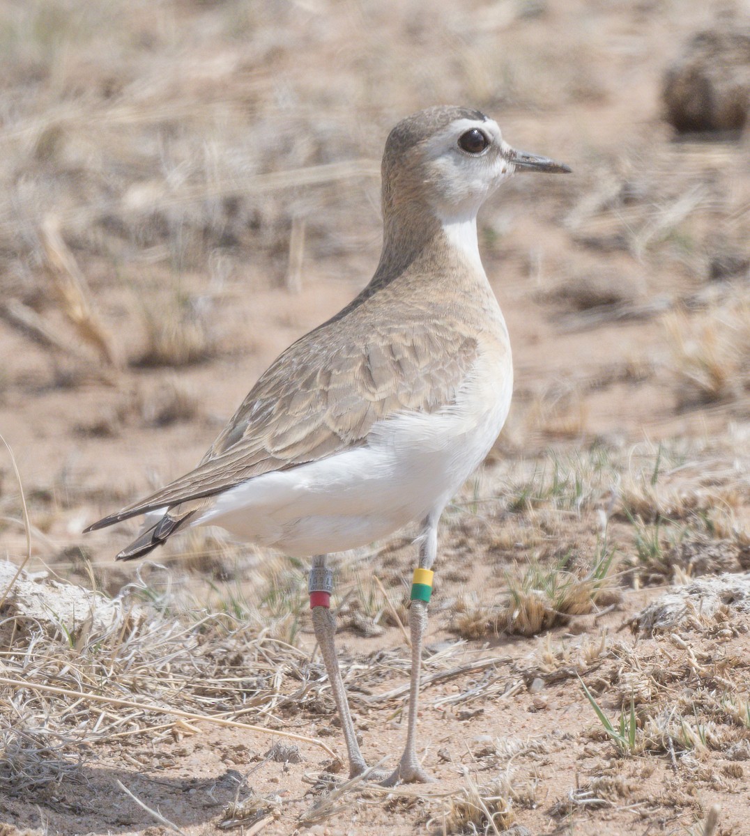 Mountain Plover - ML442679561