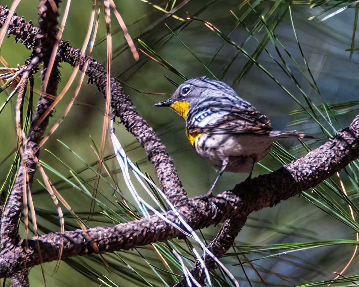 Yellow-rumped Warbler - Craig Zimmerman