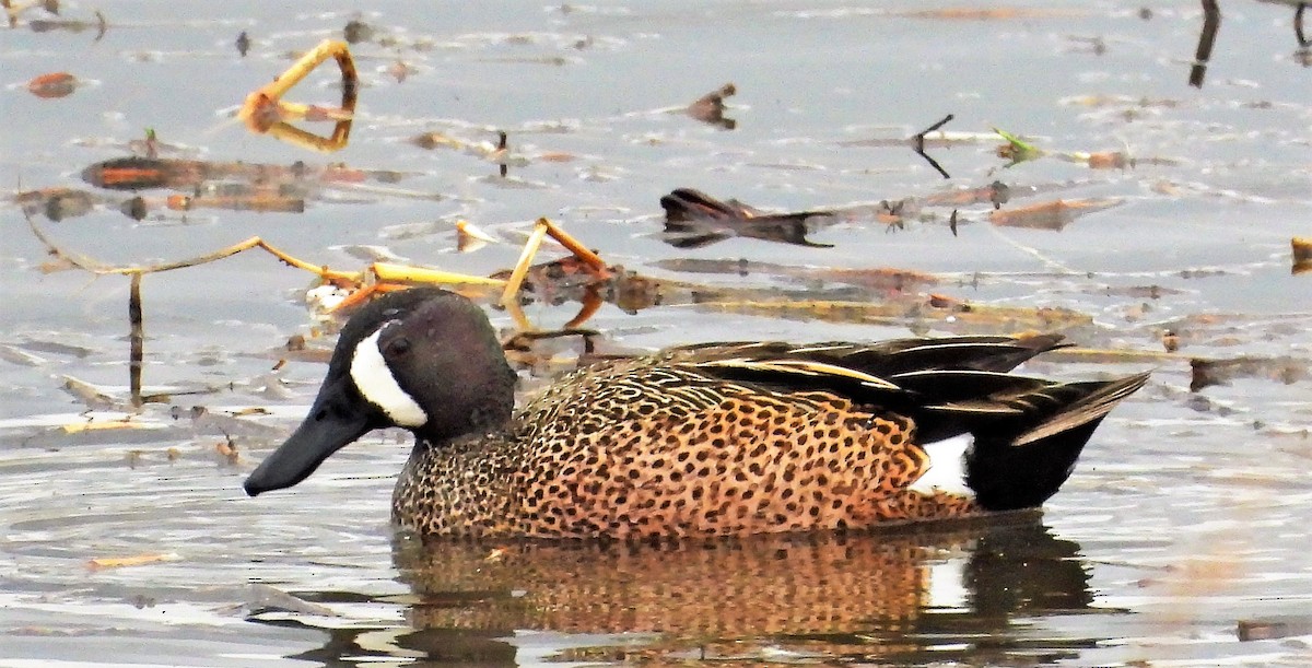 Blue-winged Teal - ML442680891