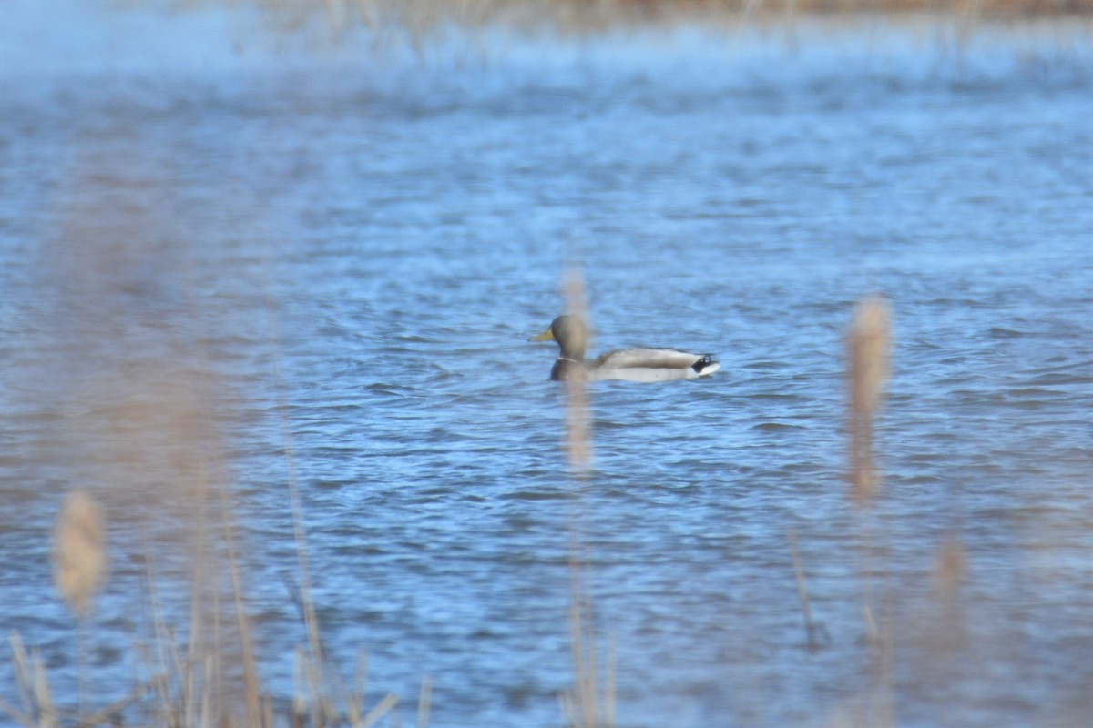 Mallard - ML442681731