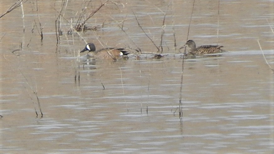 Blue-winged Teal - ML442681941