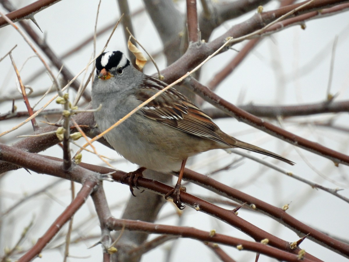 White-crowned Sparrow - ML442682831