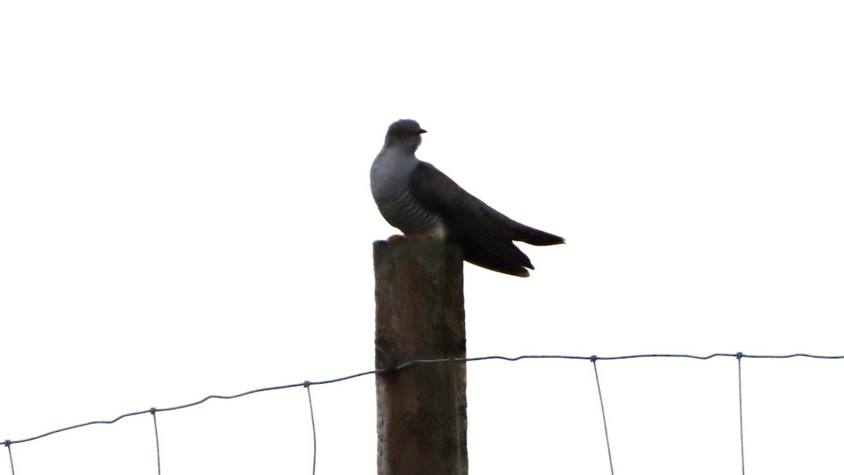 Common Cuckoo - ML442682851