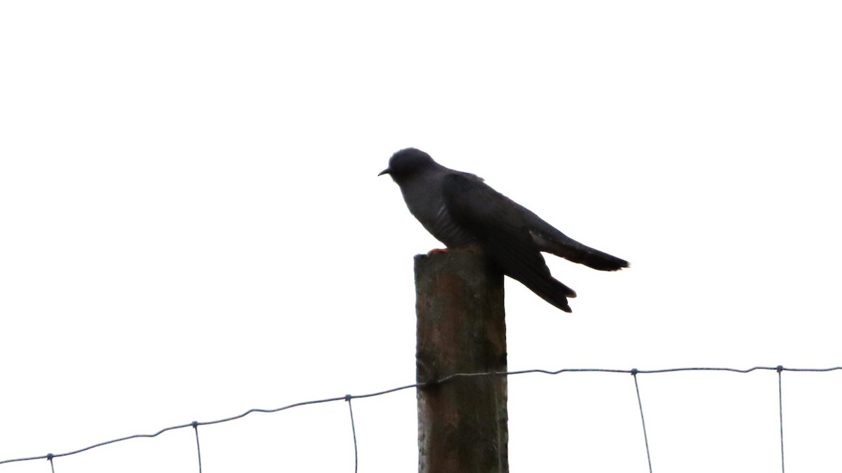 Common Cuckoo - ML442682871