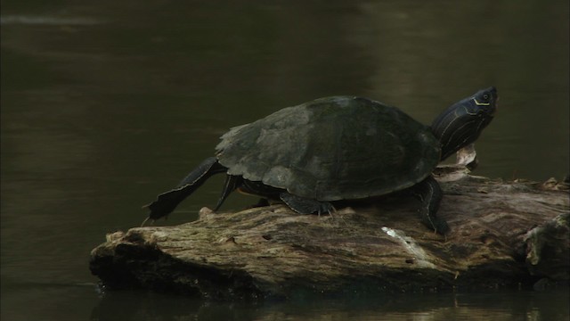 Mississippi Map Turtle - ML442685