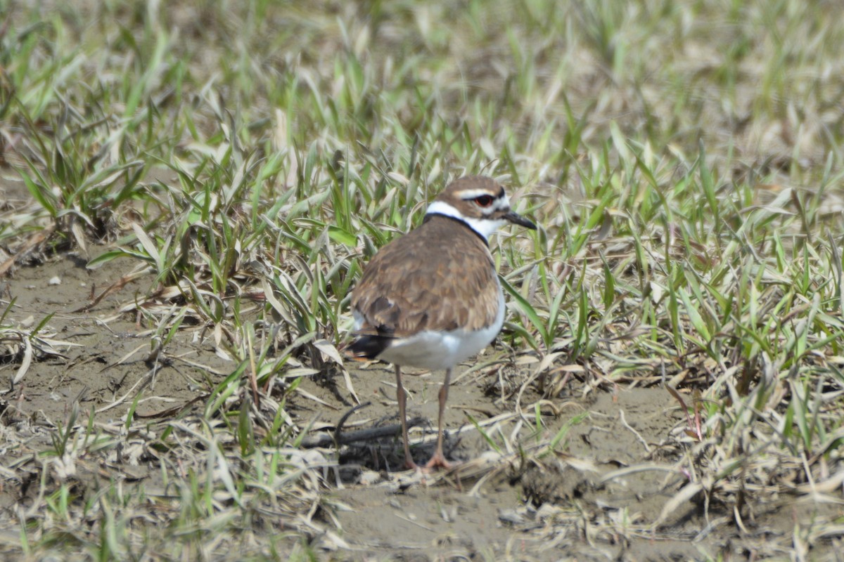 Killdeer - ML442686121