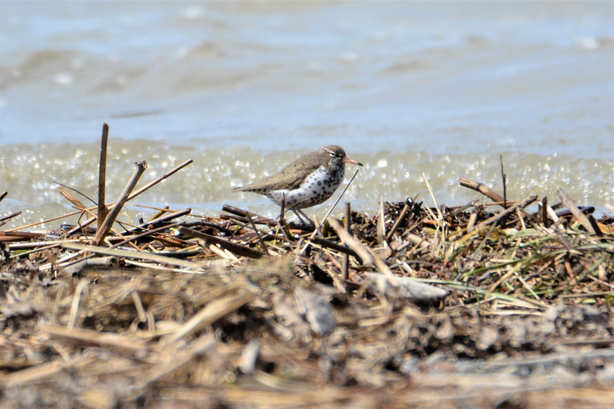 Spotted Sandpiper - ML442686371