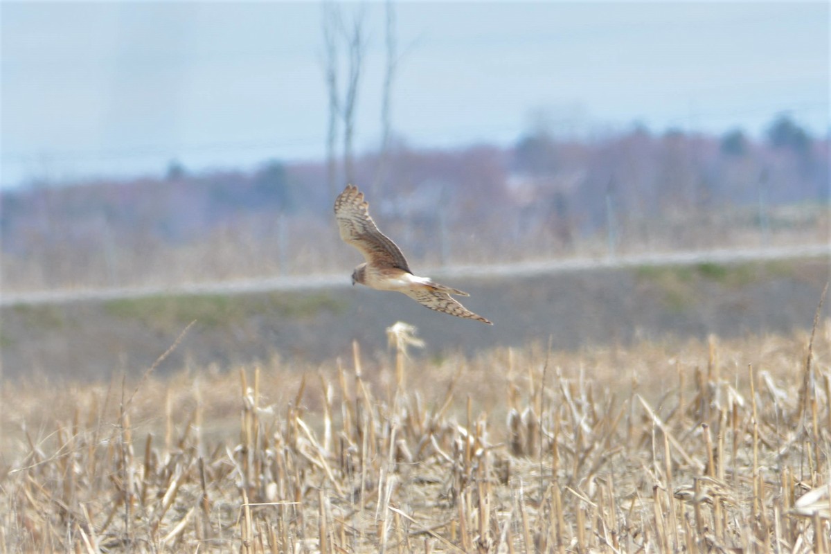 Northern Harrier - ML442687021