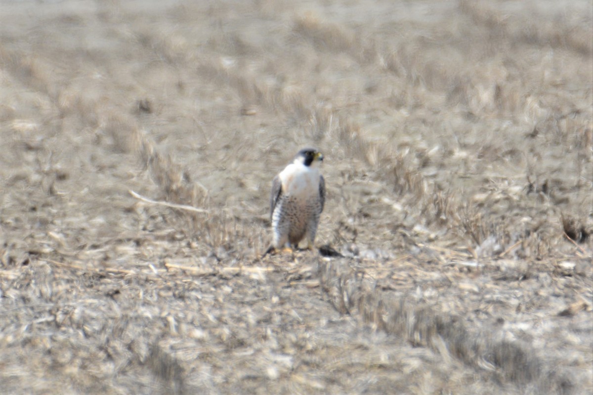 Halcón Peregrino - ML442687501