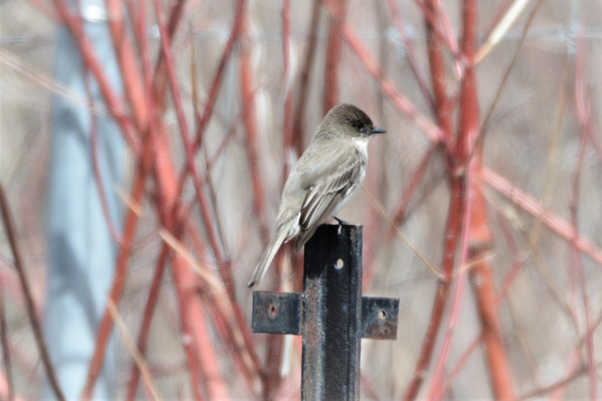 Eastern Phoebe - ML442687801