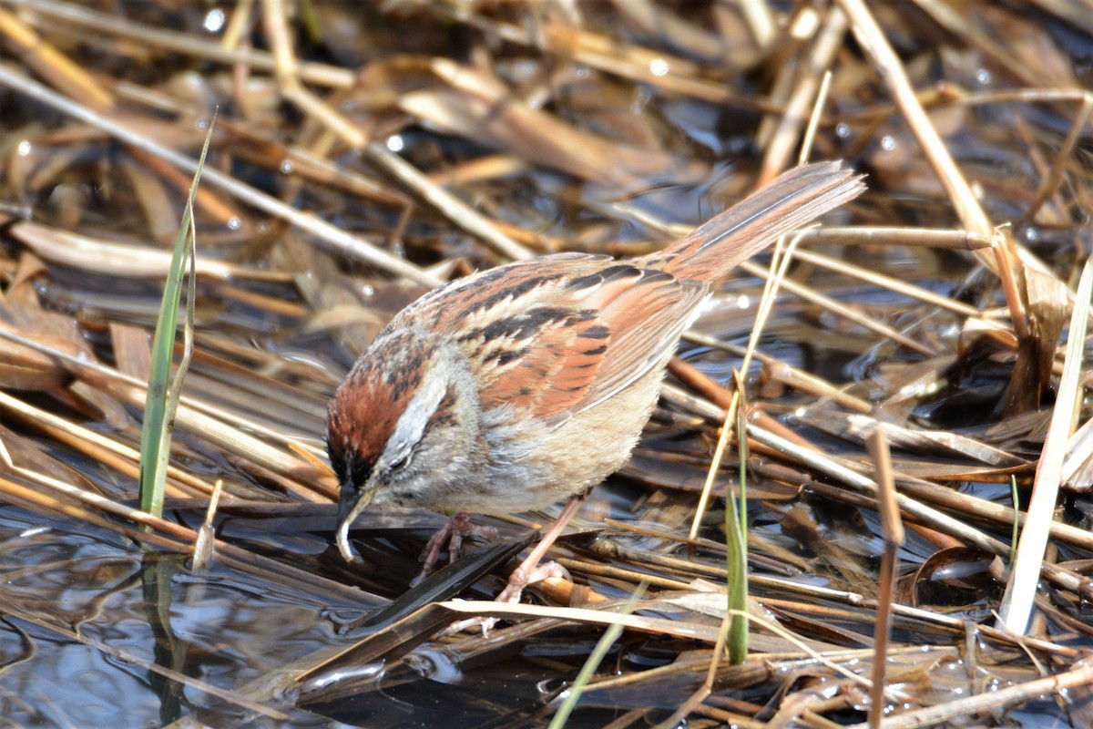 Swamp Sparrow - ML442688161