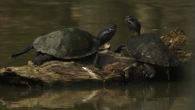 Mississippi Map Turtle - ML442689