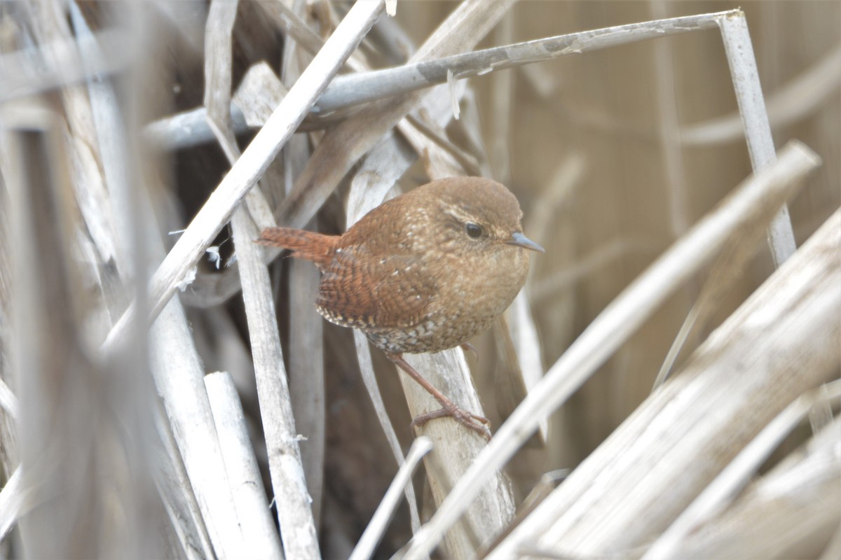 Winter Wren - ML442693411