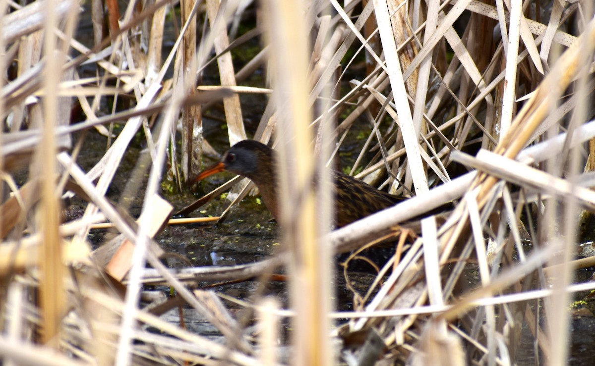 Virginia Rail - ML442693671