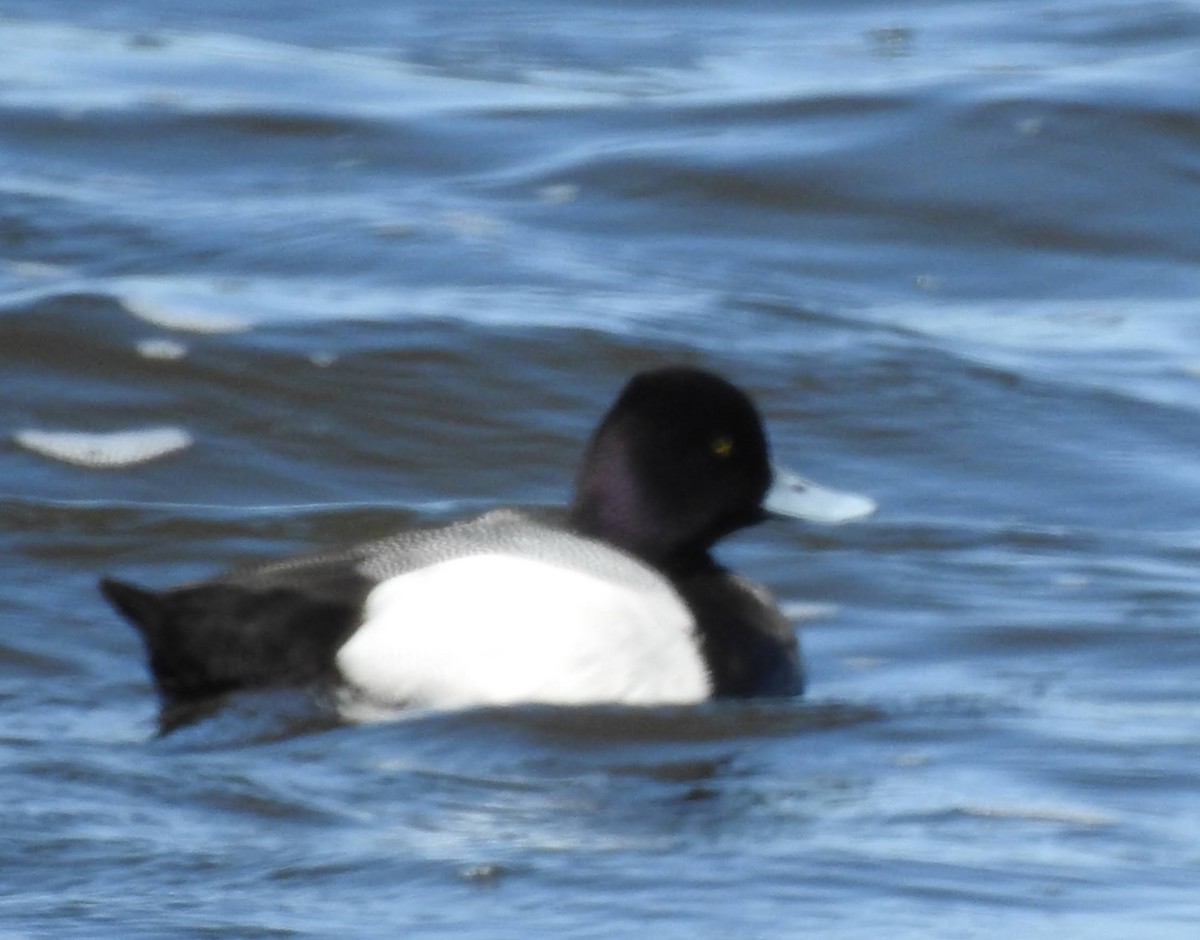 Lesser Scaup - ML442694601