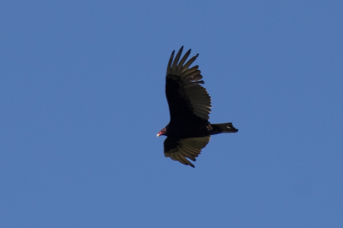 Turkey Vulture - ML442696451