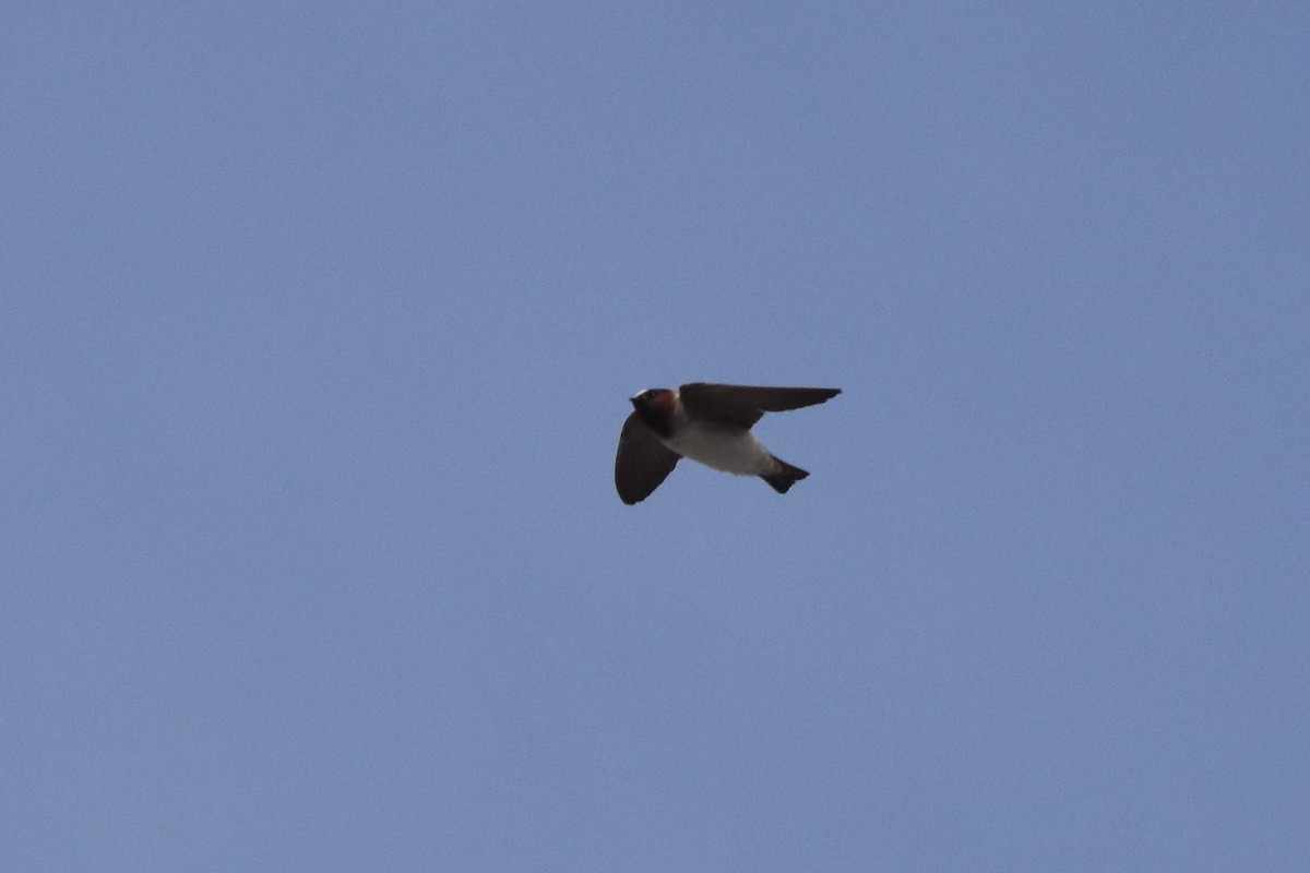 Cliff Swallow - Daniel Parsons