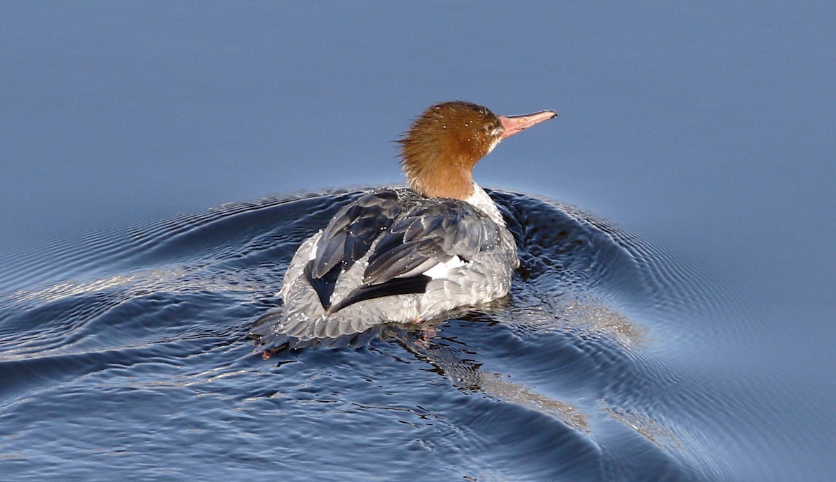 Common Merganser - ML44269791