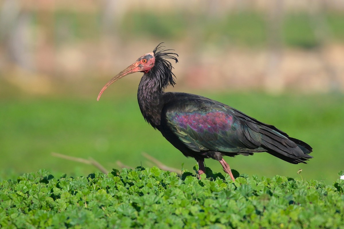 Northern Bald Ibis - Douglas Faulder