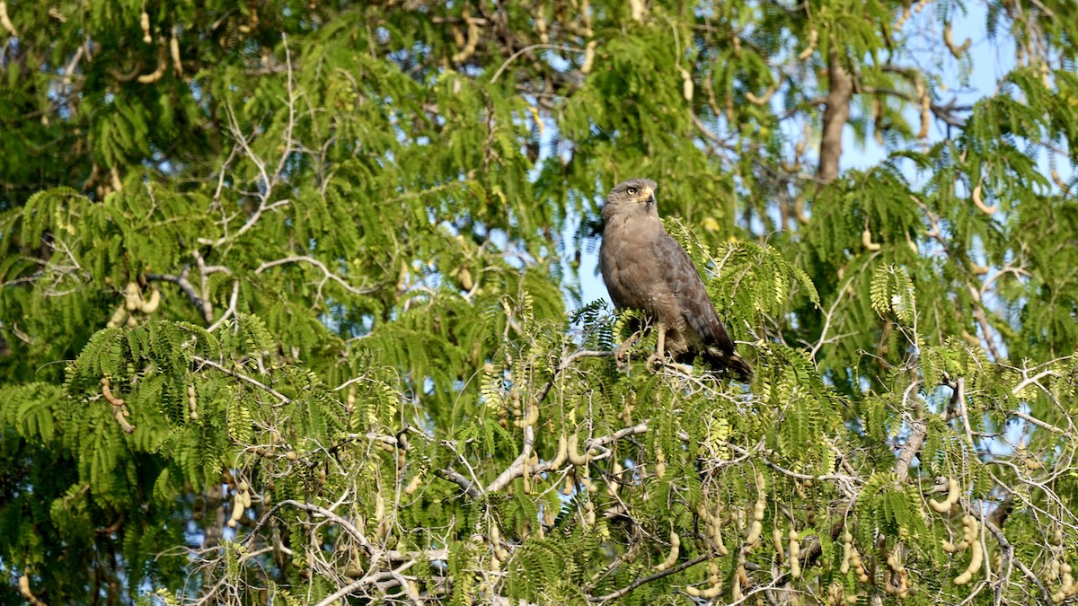 Banded Snake-Eagle - ML442703581