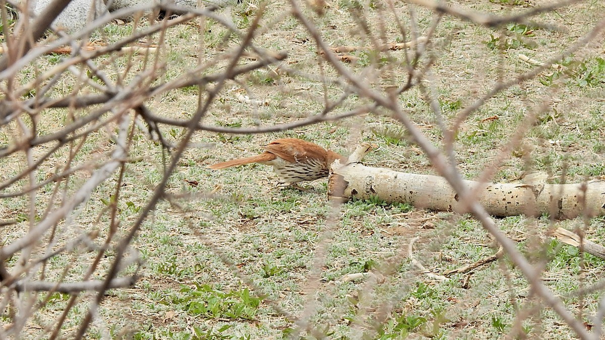 Brown Thrasher - ML442704801