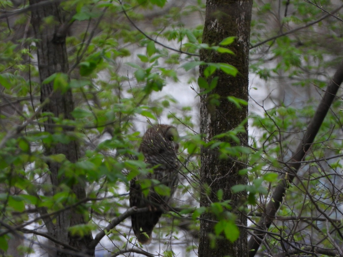 Barred Owl - ML442704941