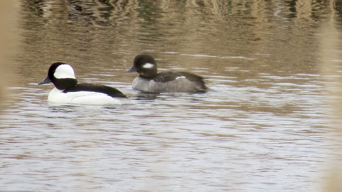 Bufflehead - ML442707531