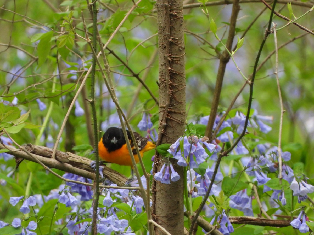 Baltimore Oriole - ML442707871