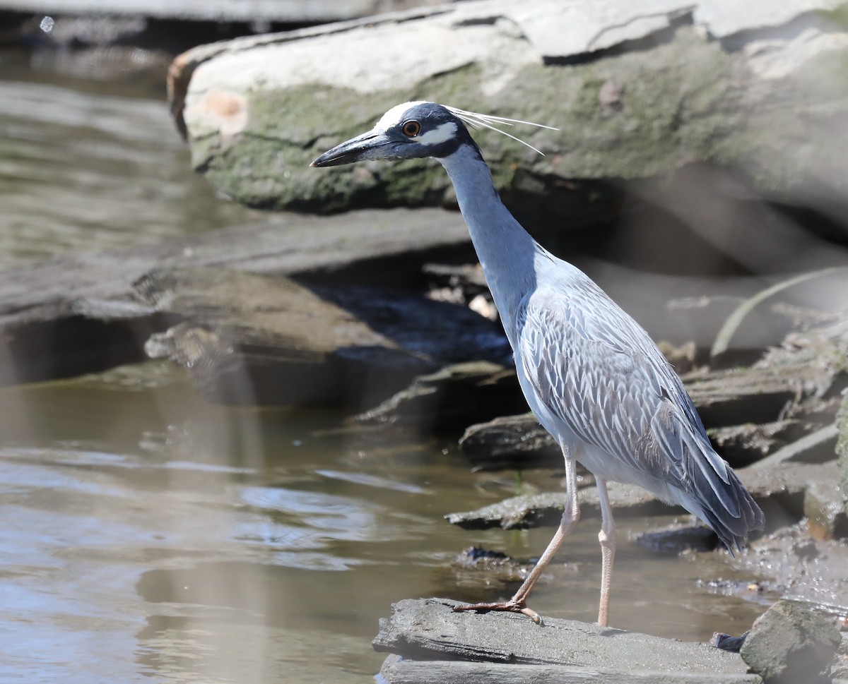 Yellow-crowned Night Heron - ML442708511