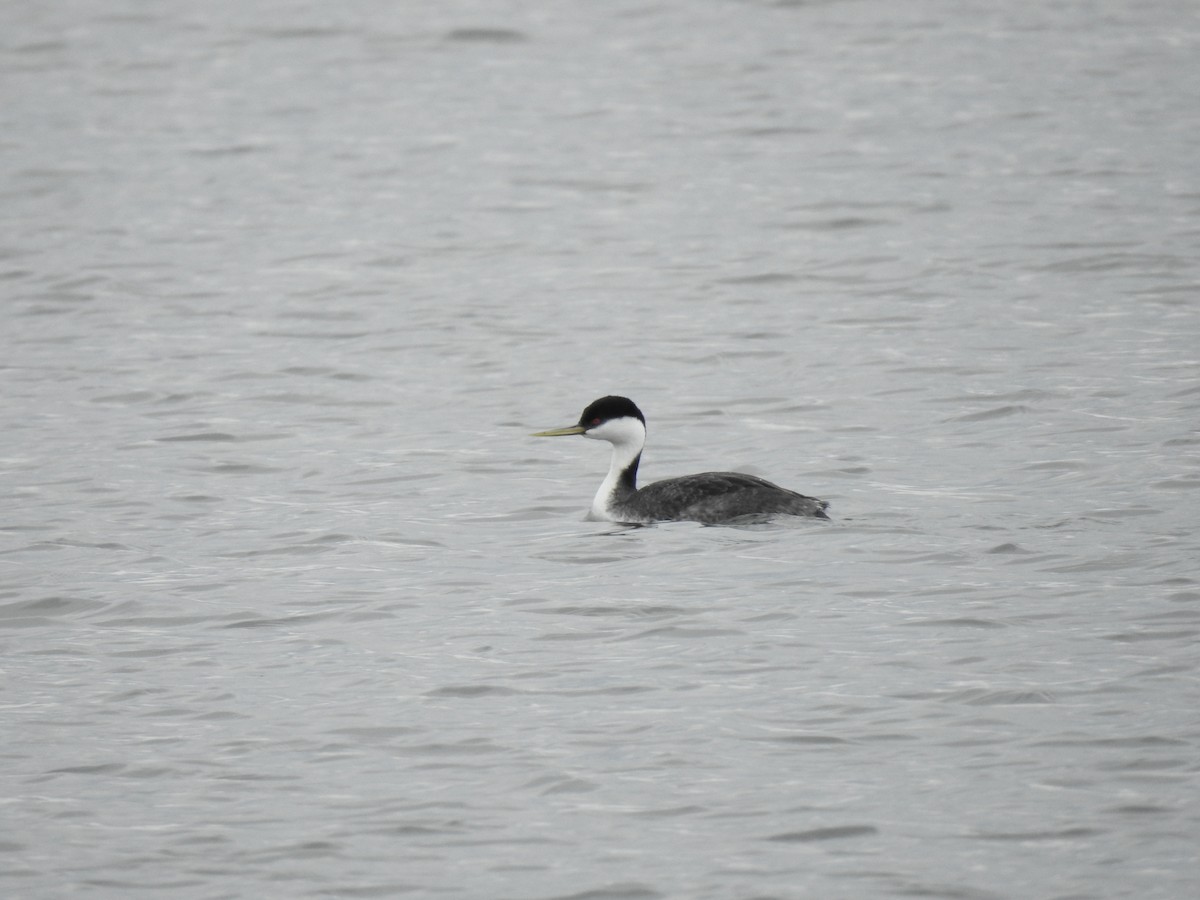 Western Grebe - ML442708911