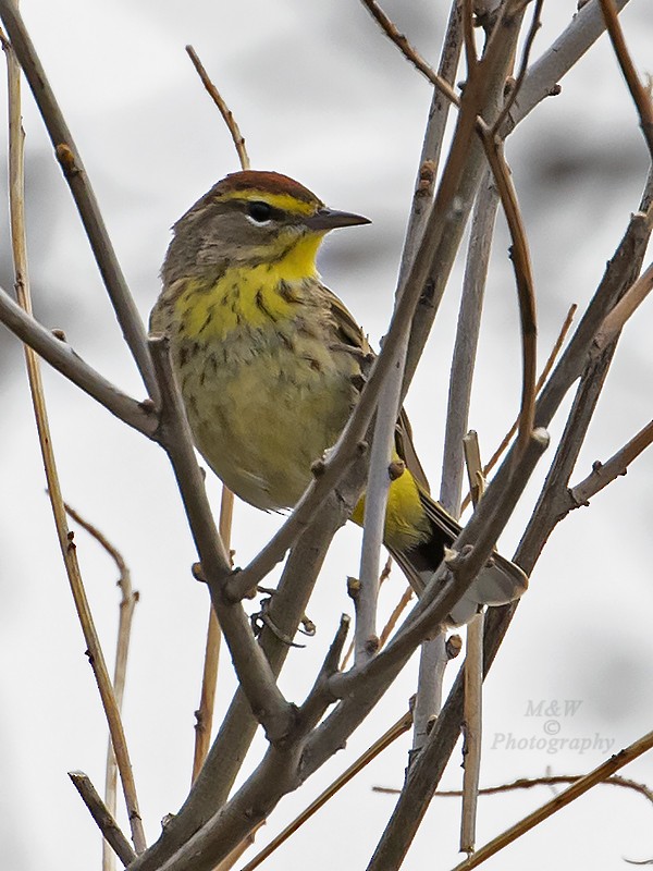 Palm Warbler (Western) - ML442708971