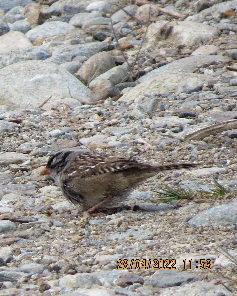 Bruant à couronne blanche - ML442709561