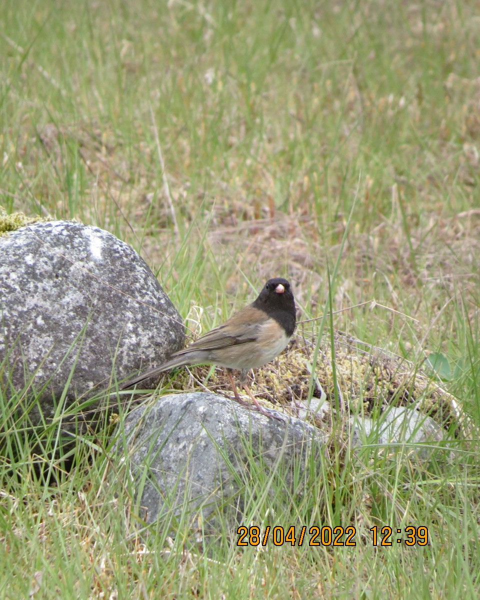 Kara Gözlü Junko [oreganus grubu] - ML442709601