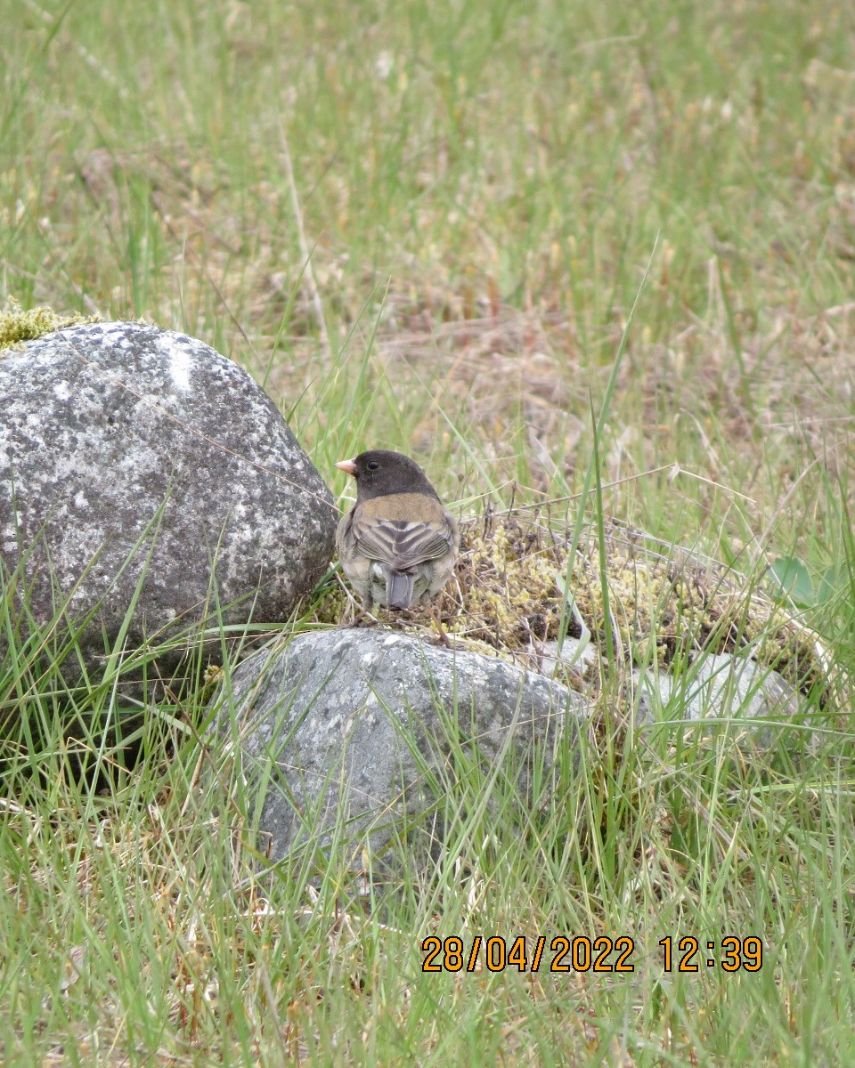 Junco Ojioscuro (grupo oreganus) - ML442709641