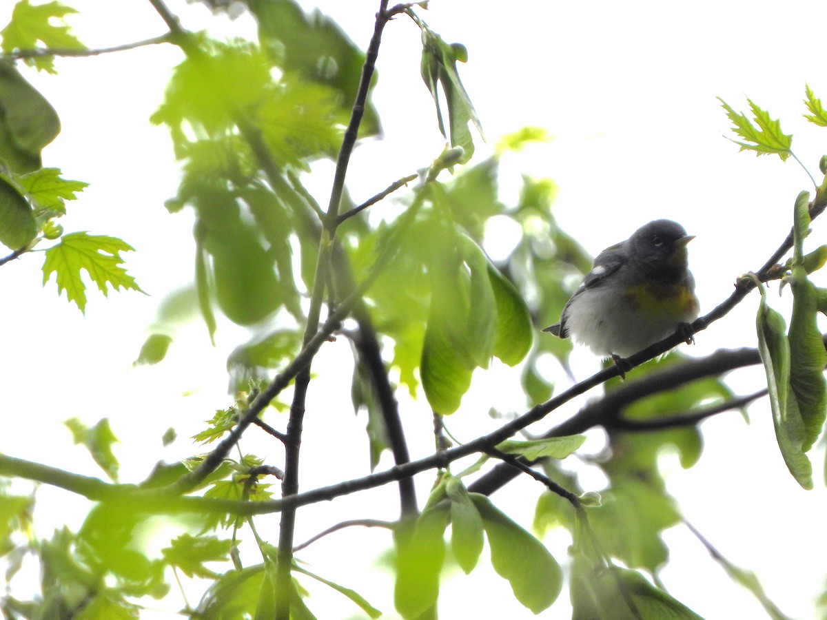 Northern Parula - ML442710031