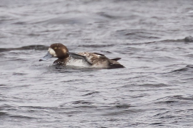 Greater Scaup - ML442711751