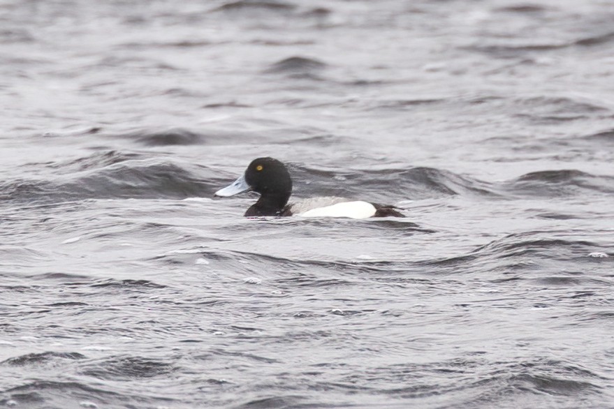 Greater Scaup - ML442712201