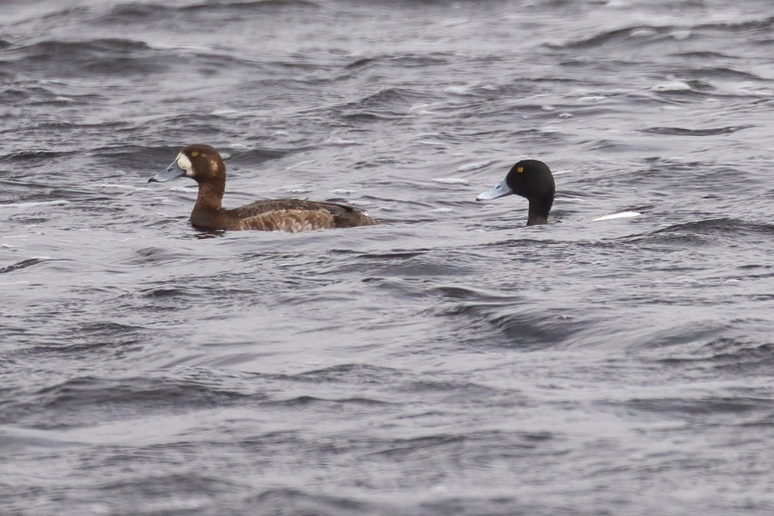 Greater Scaup - ML442712211