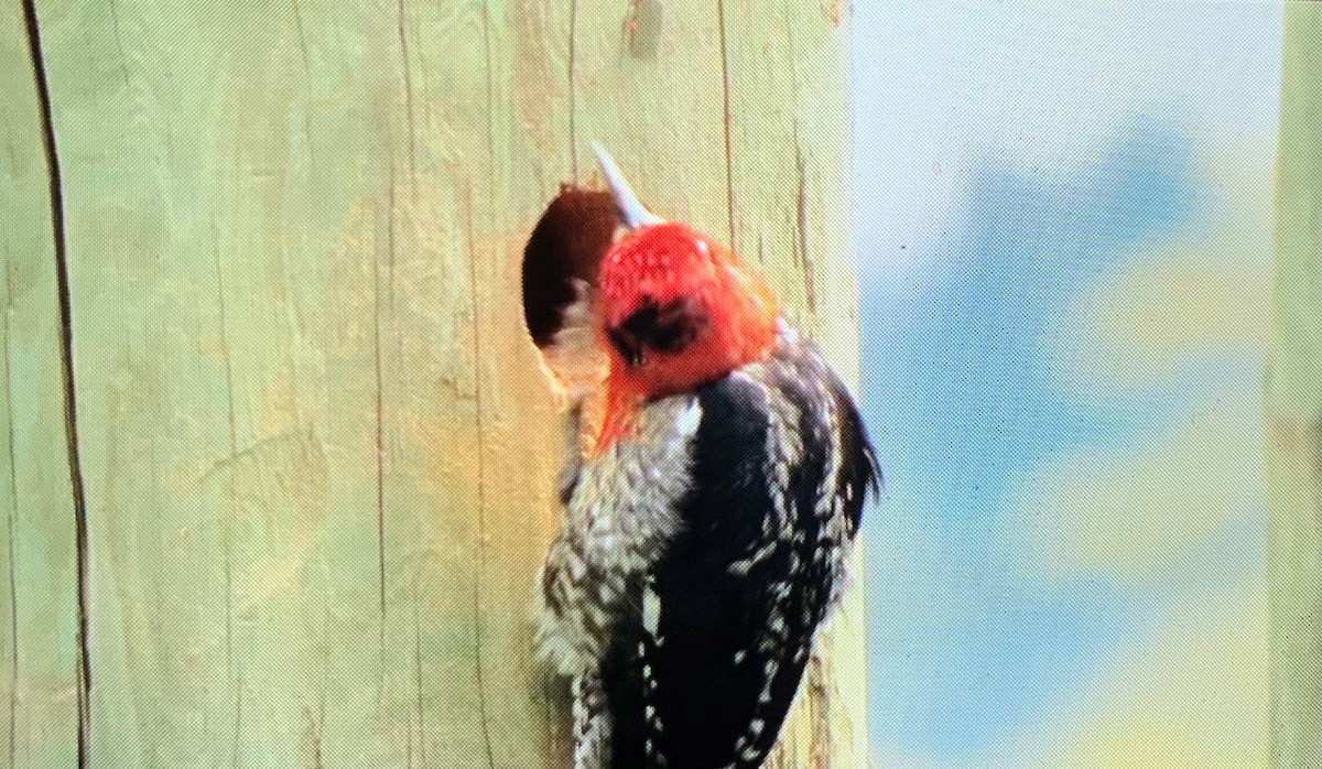 Red-breasted Sapsucker - ML442712581