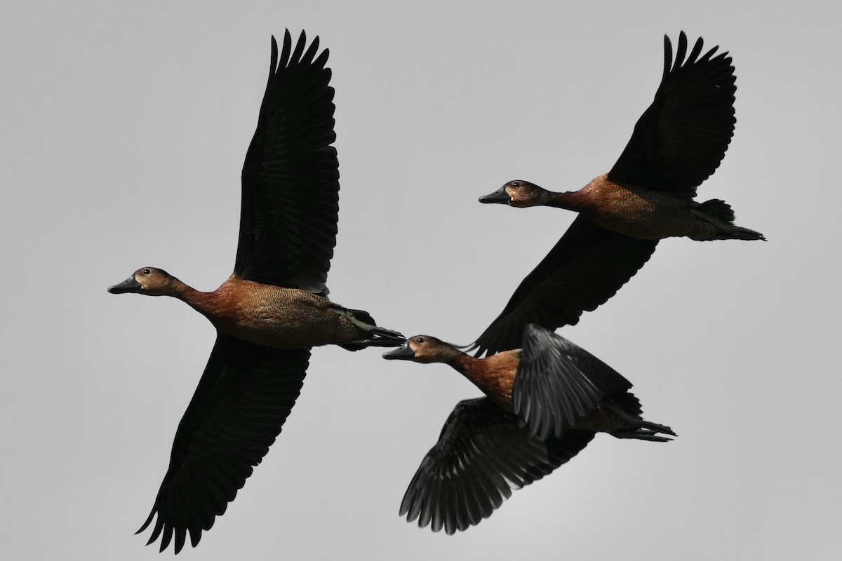 White-faced Whistling-Duck - Eric Bischoff