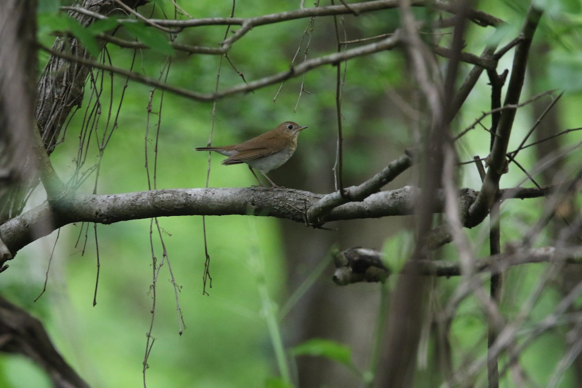 Veery - ML442712881