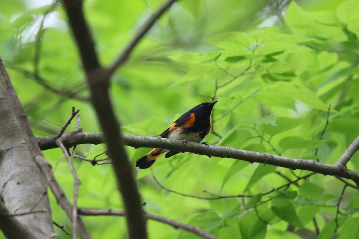 American Redstart - ML442713231