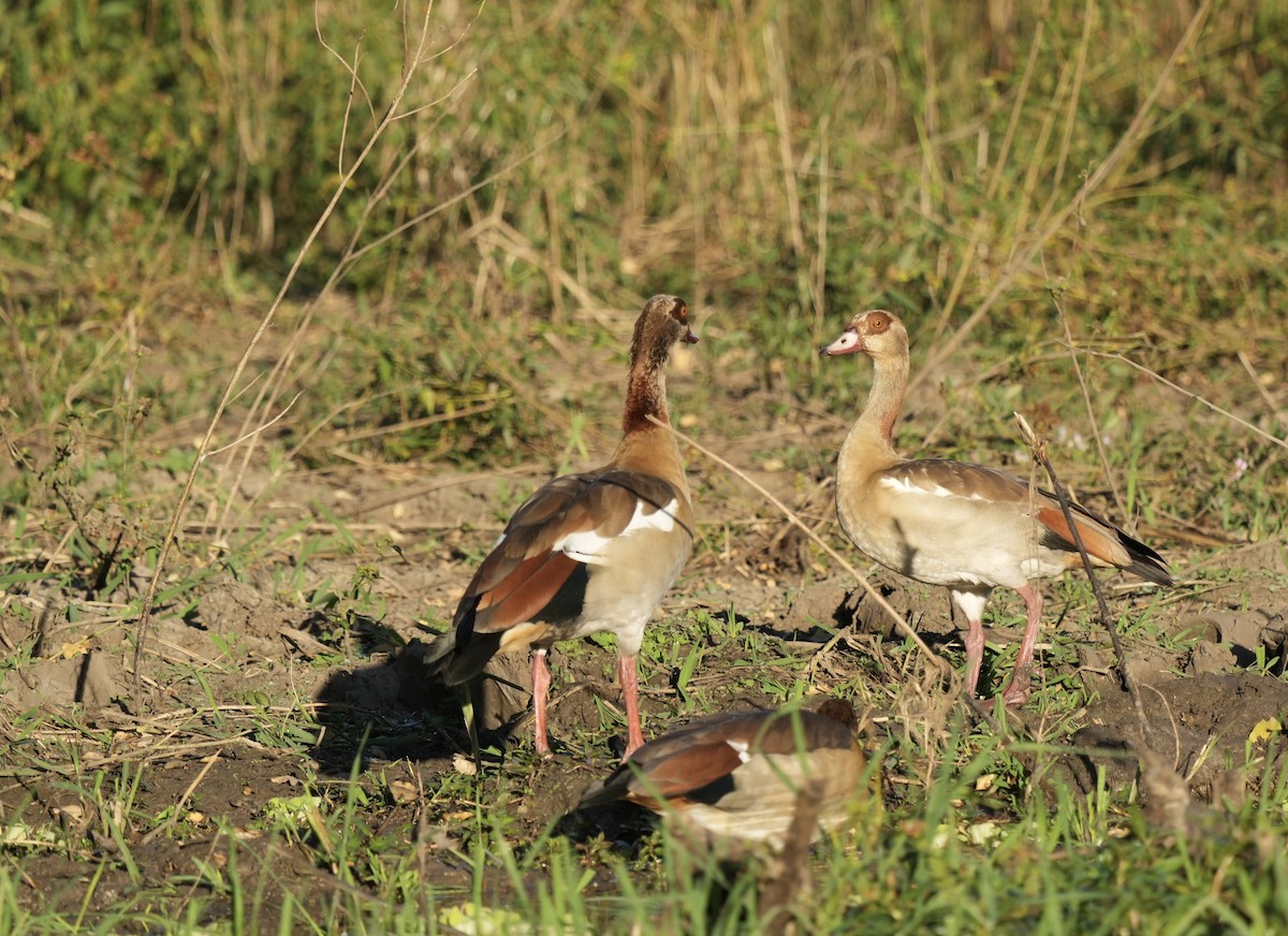 Nilgans - ML442715011