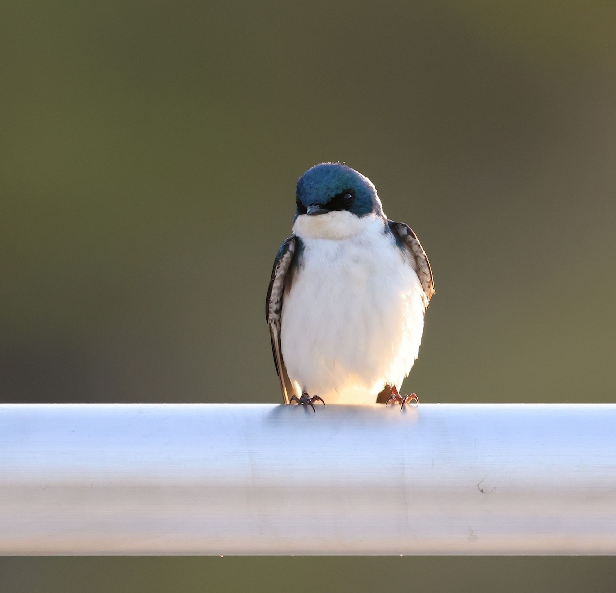 Tree Swallow - ML442715171