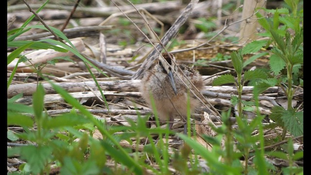 American Woodcock - ML442717161