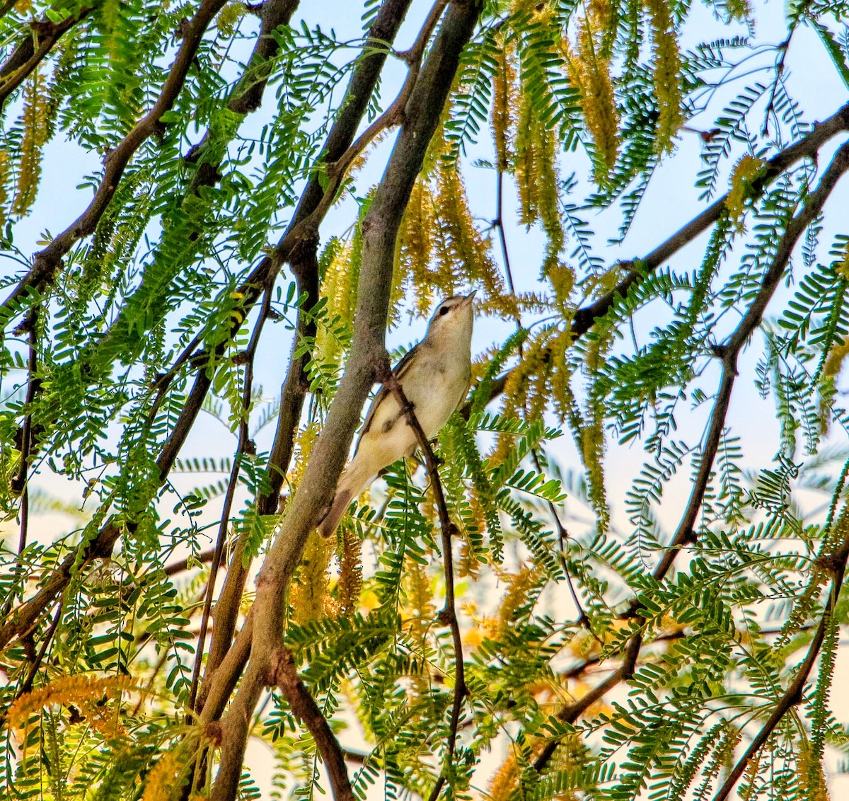 Warbling Vireo - Geoff Wyszynski