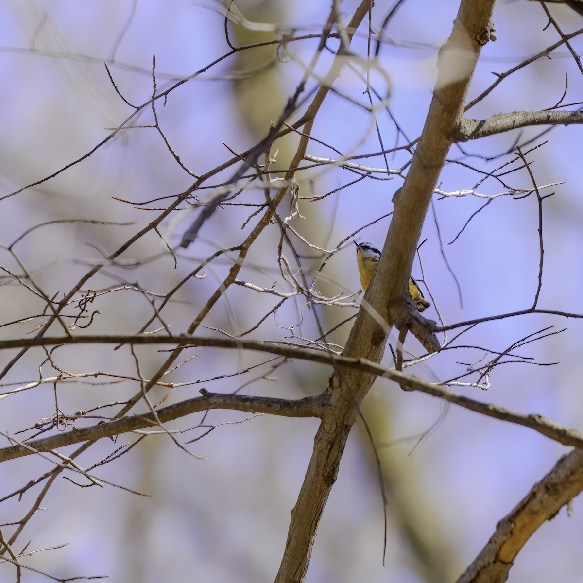 Red-breasted Nuthatch - ML442718211