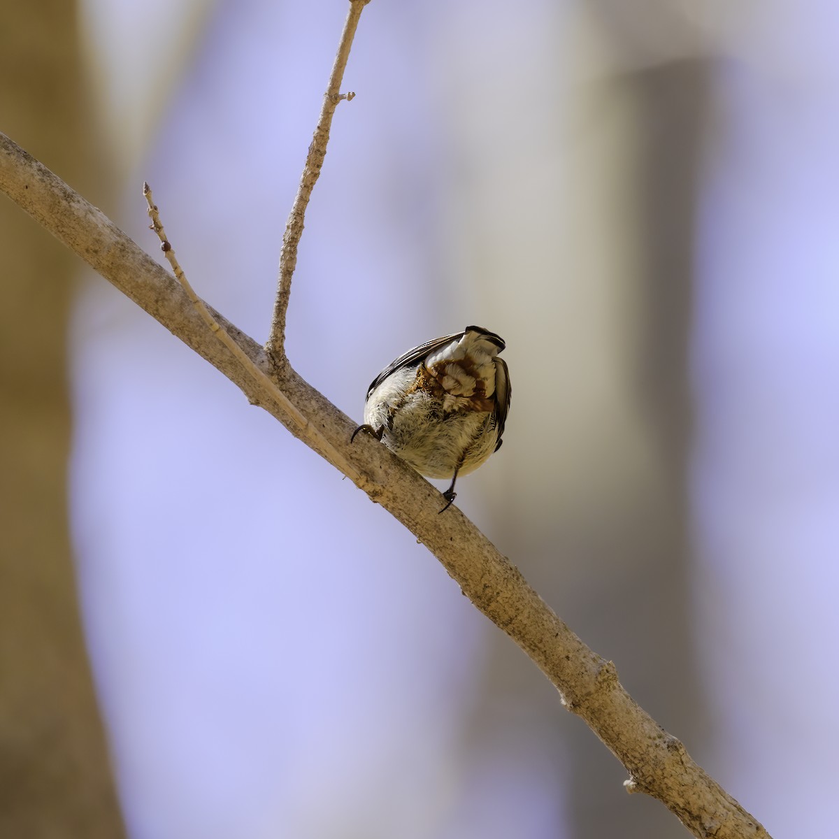 White-breasted Nuthatch - ML442718391