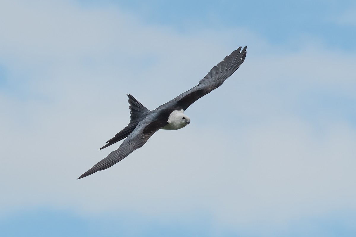 Swallow-tailed Kite - ML442718421