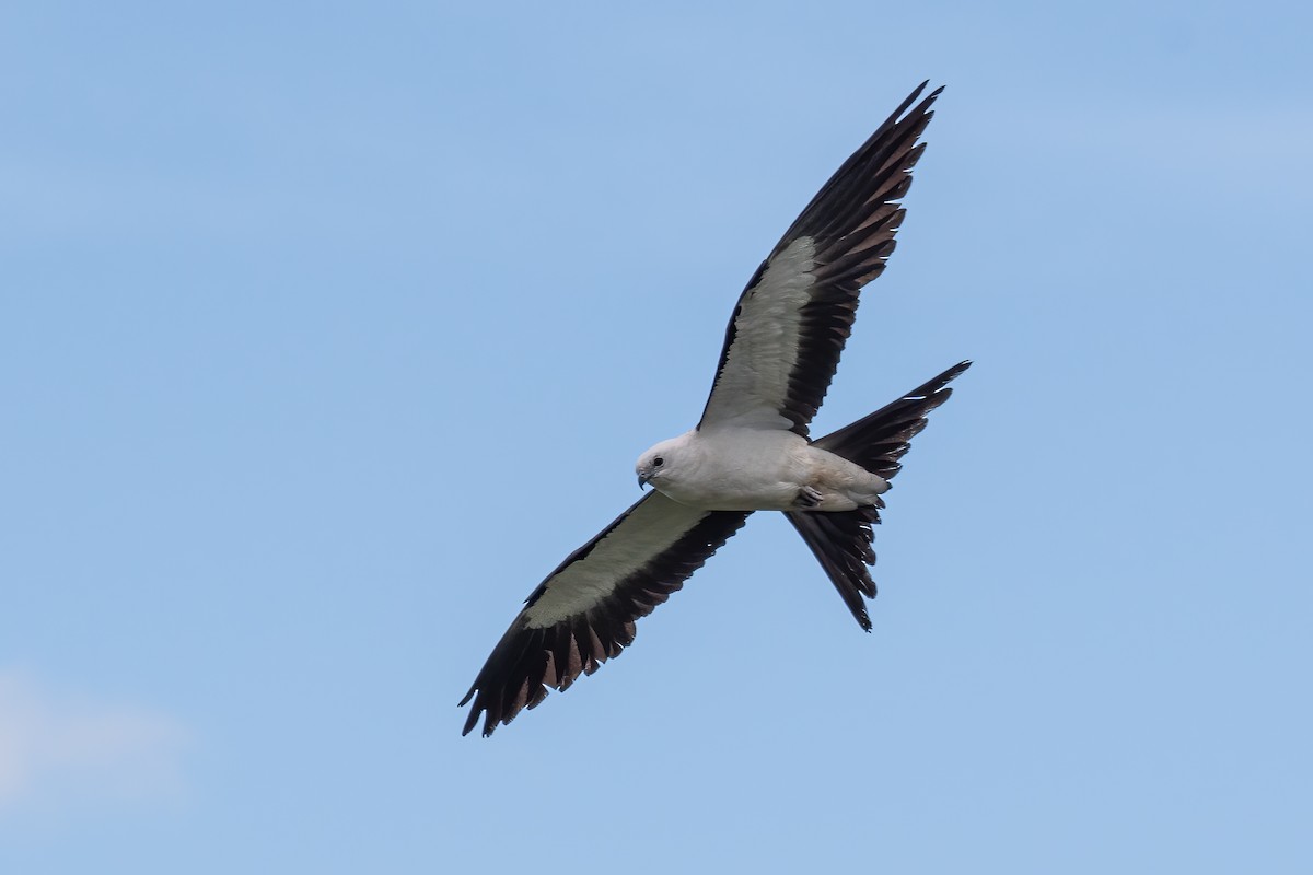 Swallow-tailed Kite - ML442718461